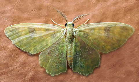 Pachycopsis lunifera Dapa, Valle Del Cauca
2100m Pachycopsis lunifera