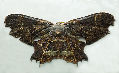 Erosia incendiata Dapa, Valle Del Cauca
2100m Erosia incendiata