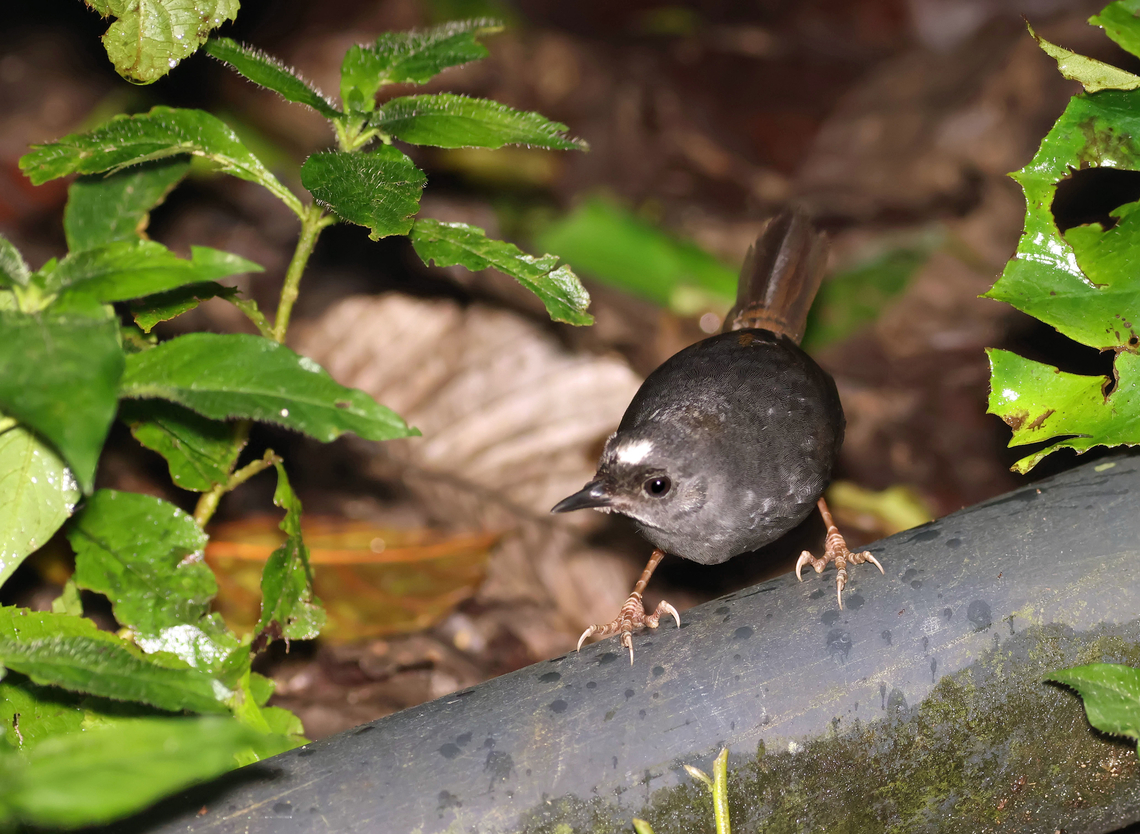 Santa Marta Tapaculo Magdalena Department<br />
Endemic Santa Marta tapaculo,Scytalopus sanctaemartae