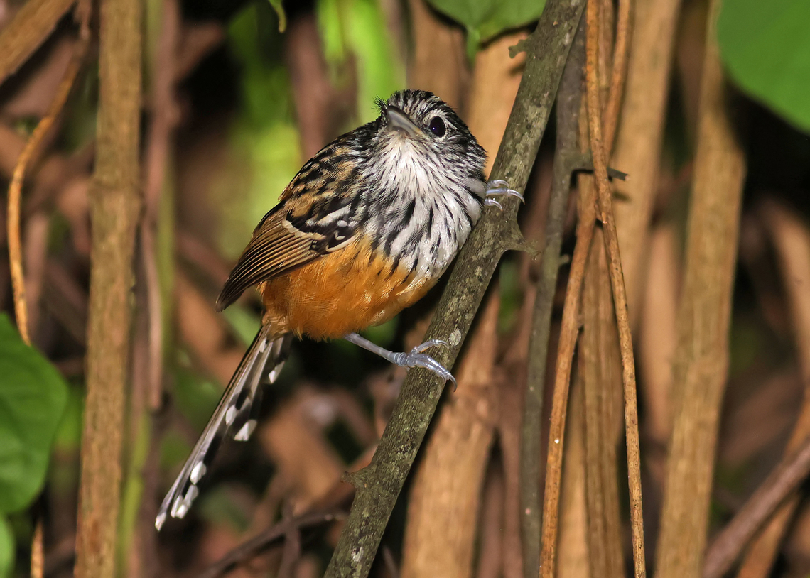 Santa Marta Antbird Magdalena Department<br />
<br />
Endemic Drymophila hellmayri,Santa Marta antbird