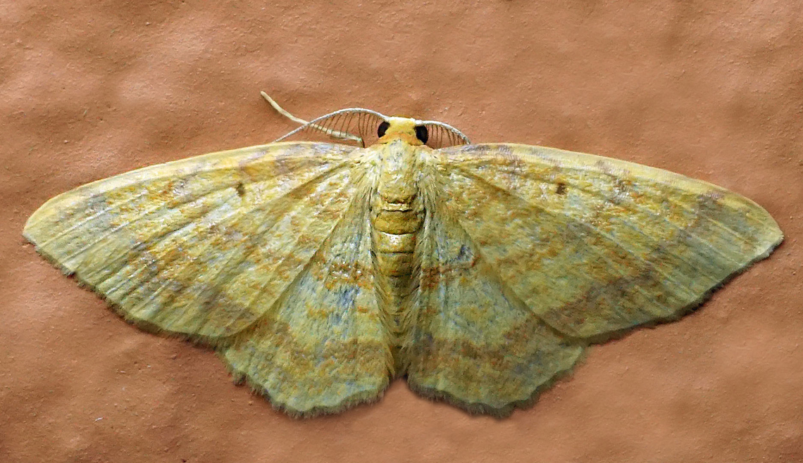 Eois bitaeniata Dapa, Valle Del Cauca<br />
2100m Eois bitaeniata