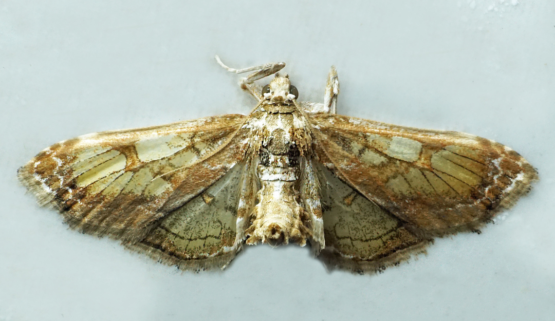 Euleucinodes conifrons Dapa, Valle Del Cauca<br />
2100m<br />
 Euleucinodes,Euleucinodes conifrons