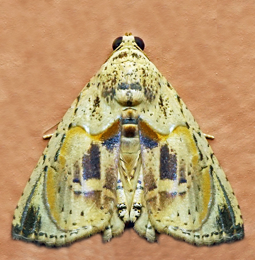 Eulepidotis osseata Dapa, Valle Del Cauca<br />
2100m Eulepidotis osseata