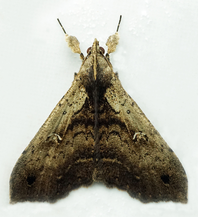 #1269 Dapa, Valle Del Cauca<br />
2100m