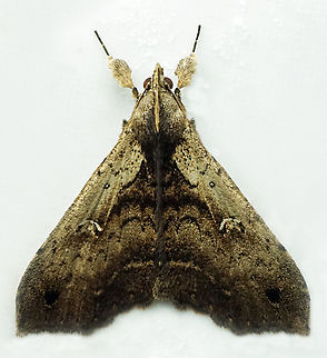 #1269 Dapa, Valle Del Cauca
2100m