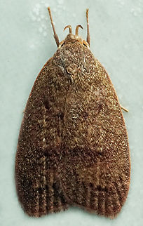 #1270 Dapa, Valle Del Cauca
2100m