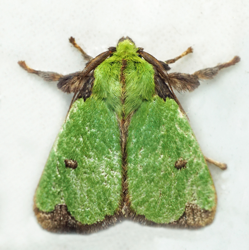 Parasa wellesca Dapa, Valle Del Cauca<br />
2100m Parasa wellesca