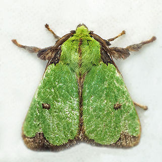 Parasa wellesca Dapa, Valle Del Cauca
2100m Parasa wellesca