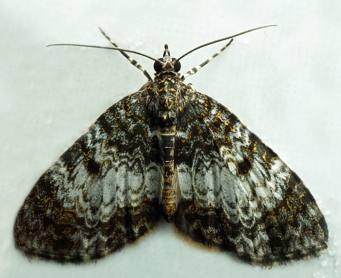 #1272 Dapa, Valle Del Cauca<br />
2100m