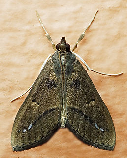 #1273 Dapa, Valle Del Cauca
2100m