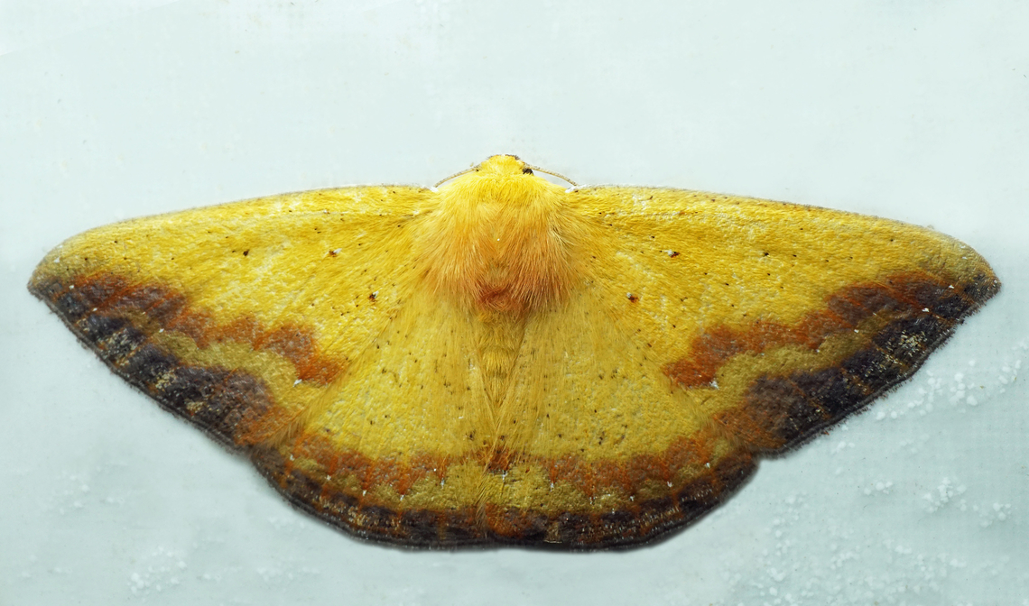 Certima espuma Dapa, Valle Del Cauca<br />
2100m Certima espuma