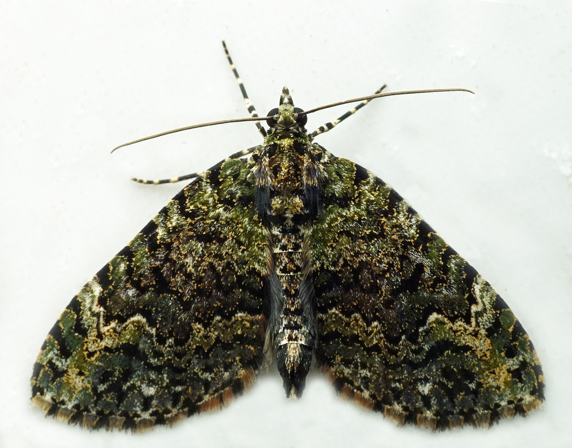 .Spargania sp. Dapa, Valle Del Cauca<br />
2100m