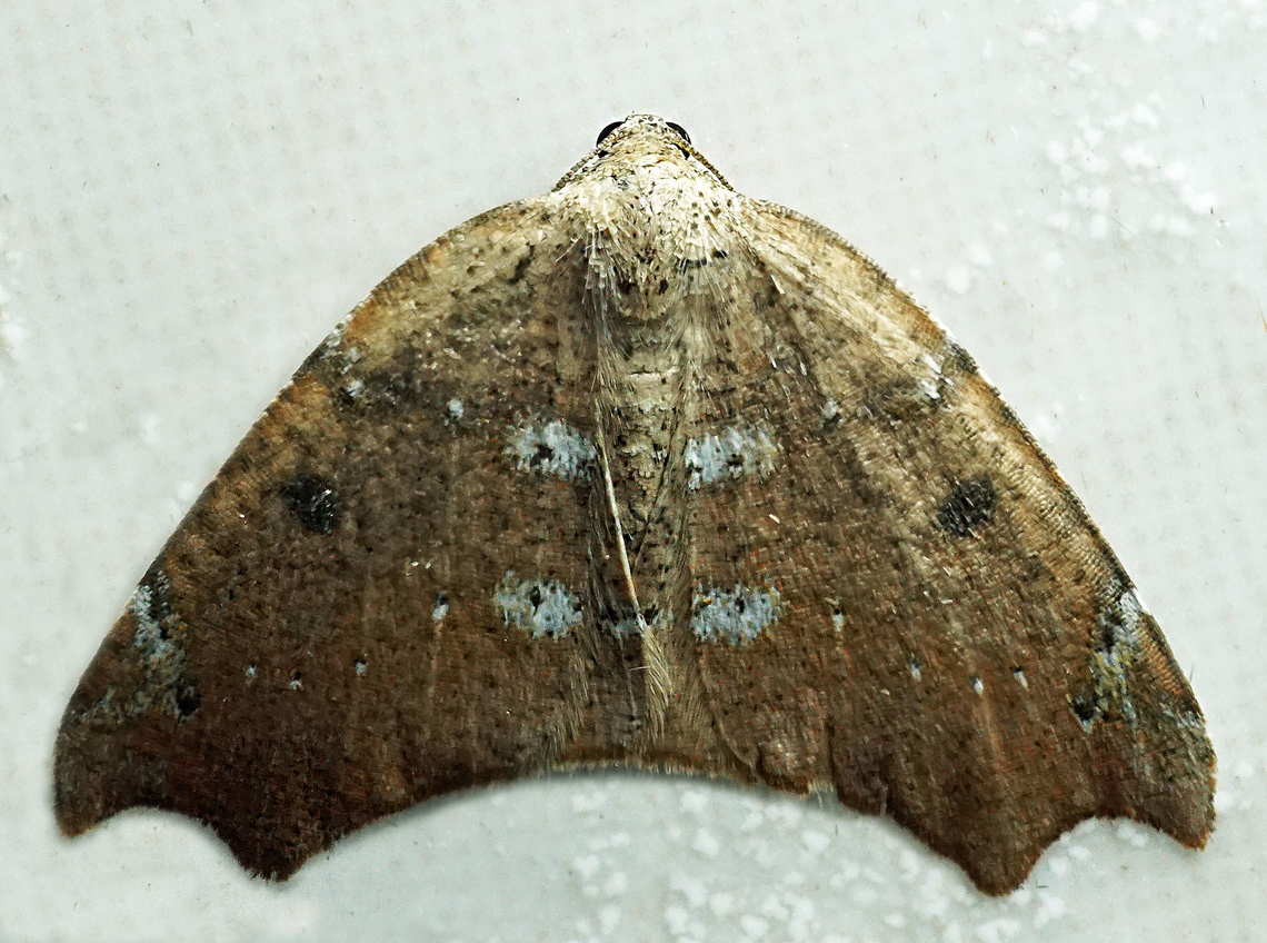 Mychonia corticinaria Dapa, Valle Del Cauca<br />
2100m Mychonia corticinaria