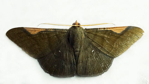 Sphacelodes vulneraria Dapa, Valle Del Cauca
2100m Sphacelodes vulneraria