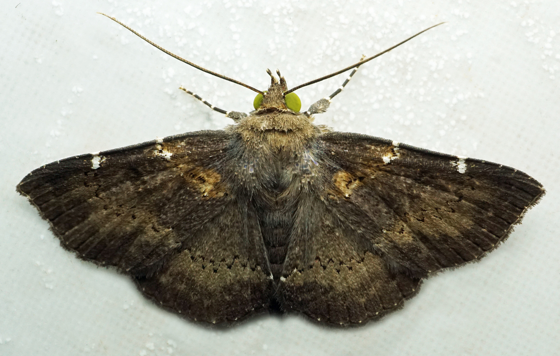 Antiblemma sp. Dapa, Valle Del Cauca<br />
2100m