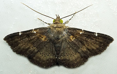 Antiblemma sp. Dapa, Valle Del Cauca
2100m