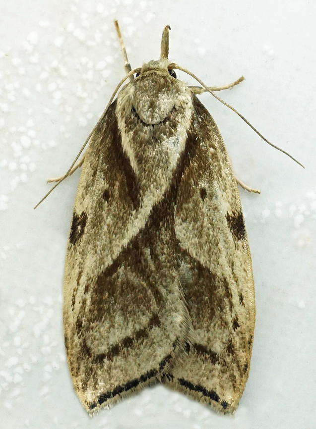 #1274 Dapa, Valle Del Cauca<br />
2100m