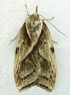 #1274 Dapa, Valle Del Cauca
2100m