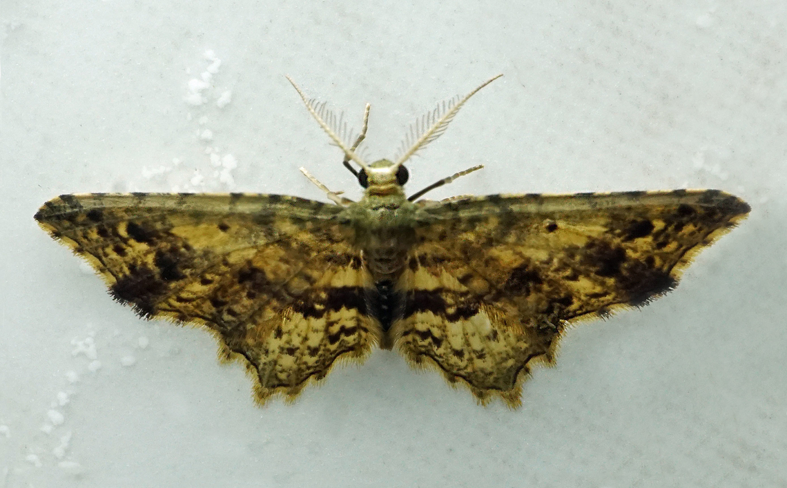 Eois sp. Dapa, Valle Del Cauca<br />
2100m