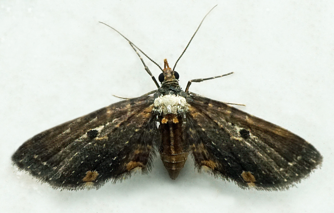 #1276 Dapa, Valle Del Cauca<br />
2100m