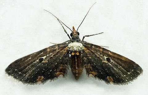 #1276 Dapa, Valle Del Cauca
2100m