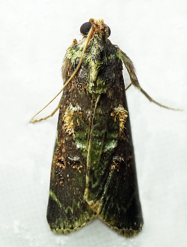 #1277 Dapa, Valle Del Cauca<br />
2100m