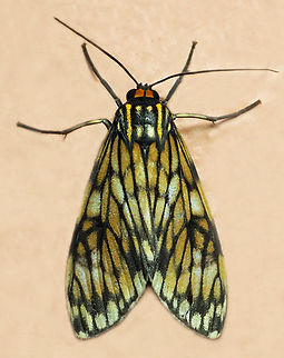 Theages bricenoi Dapa, Valle Del Cauca
2100m Theages bricenoi