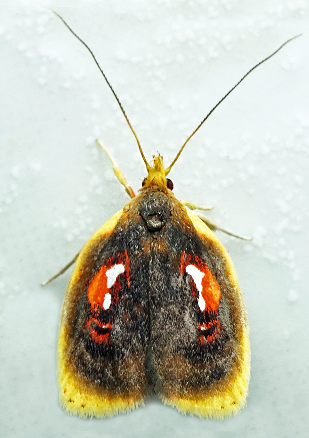 Gonionota sp. Dapa, Valle Del Cauca<br />
2100m