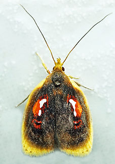 Gonionota sp. Dapa, Valle Del Cauca
2100m