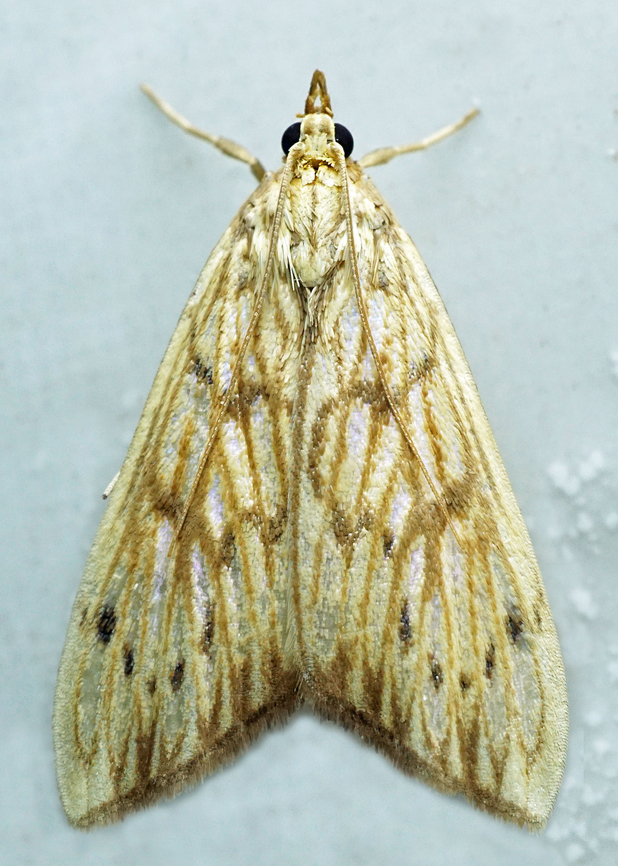 Chilochromopsis sceletogramma Dapa, Valle Del Cauca<br />
2100m Chilochromopsis,Chilochromopsis sceletogramma
