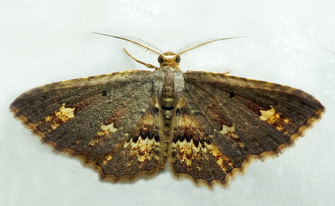 Eois biradiata Dapa, Valle Del Cauca<br />
2100m Eois biradiata