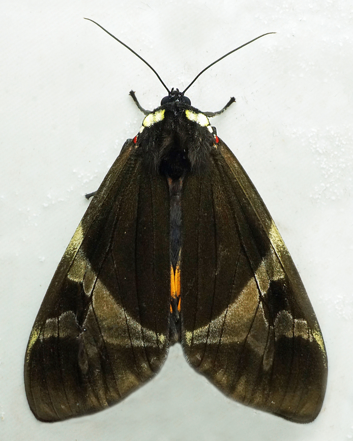 Dysschema panamensis Dapa, Valle Del Cauca<br />
2100m Dysschema panamensis