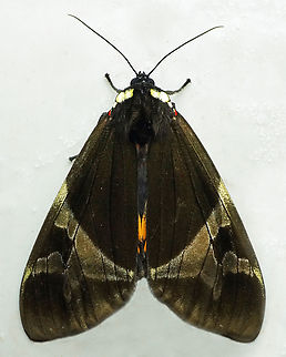 Dysschema panamensis Dapa, Valle Del Cauca
2100m Dysschema panamensis