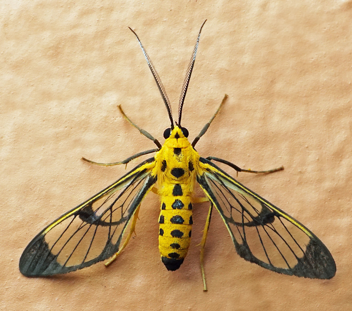 Mesothen sp. Dapa, Valle Del Cauca<br />
2100m