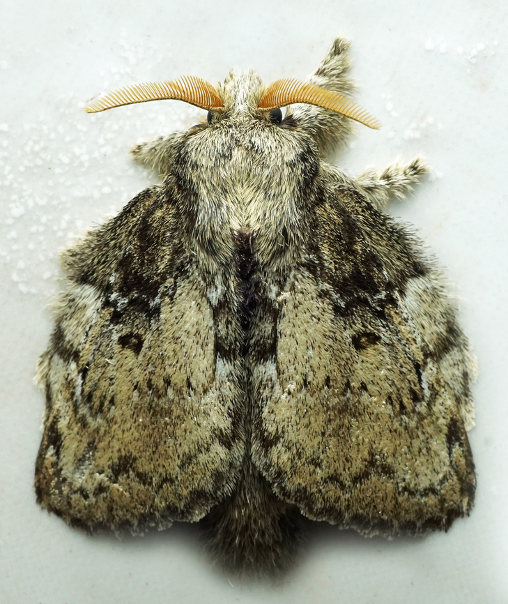 Euglyphis sp. Dapa, Valle Del Cauca<br />
2100m