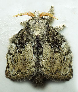 Euglyphis sp. Dapa, Valle Del Cauca
2100m