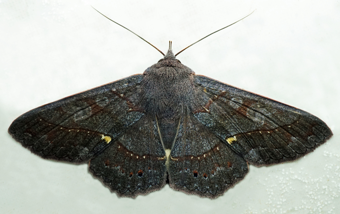 Chamyna lamponia Dapa, Valle Del Cauca<br />
2100m Chamyna lamponia