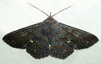 Chamyna lamponia Dapa, Valle Del Cauca<br />
2100m Chamyna lamponia