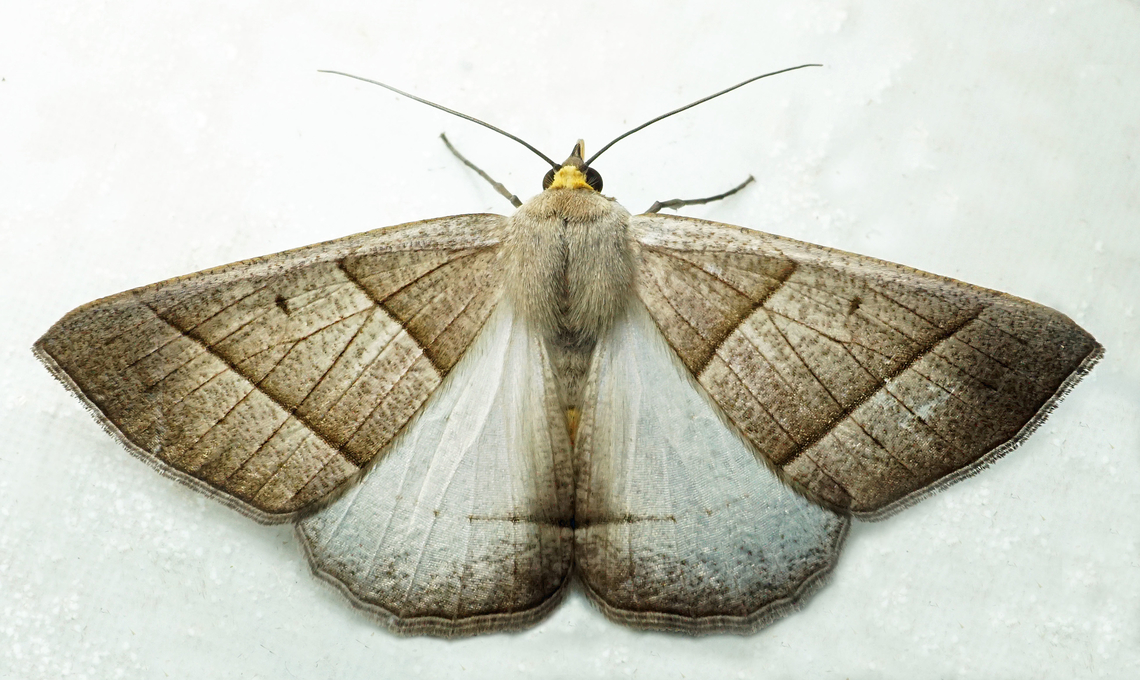 Cosmophyga privataria Dapa, Valle Del Cauca<br />
2100m Cosmophyga privataria