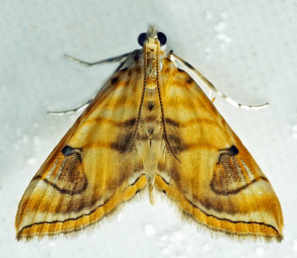 Neurophyseta sp. Dapa, Valle Del Cauca<br />
2100m