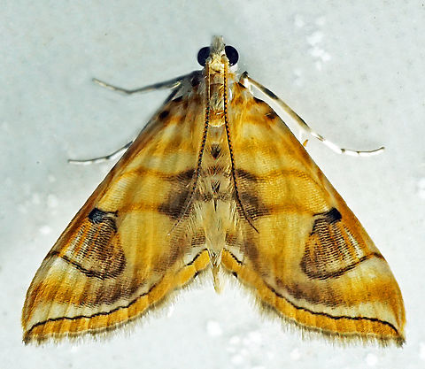 Neurophyseta sp. Dapa, Valle Del Cauca
2100m