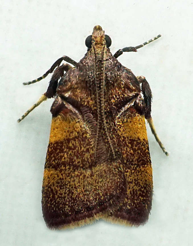 #1279 Dapa, Valle Del Cauca<br />
2100m