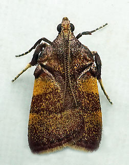 #1279 Dapa, Valle Del Cauca
2100m