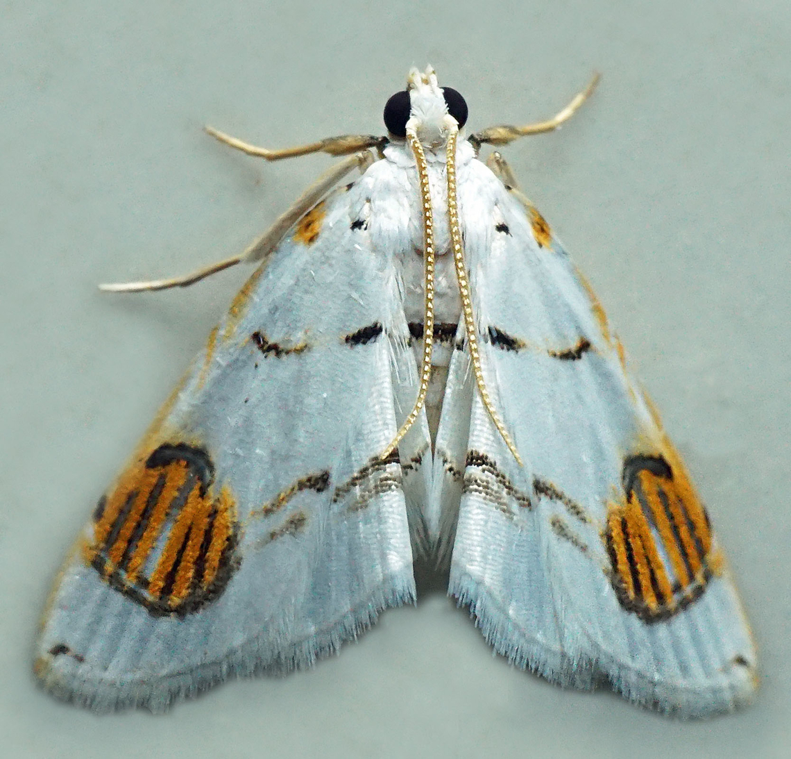 Neurophyseta sp. Dapa, Valle Del Cauca<br />
2100m