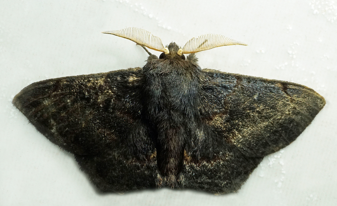 Ulmara rotunda Dapa, Valle Del Cauca<br />
2100m Ulmara rotunda