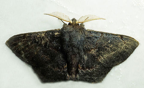 Ulmara rotunda Dapa, Valle Del Cauca
2100m Ulmara rotunda