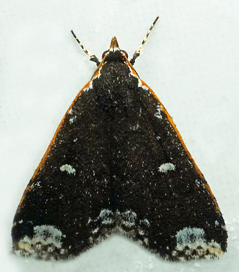 Aristaria sp. Dapa, Valle Del Cauca<br />
2100m