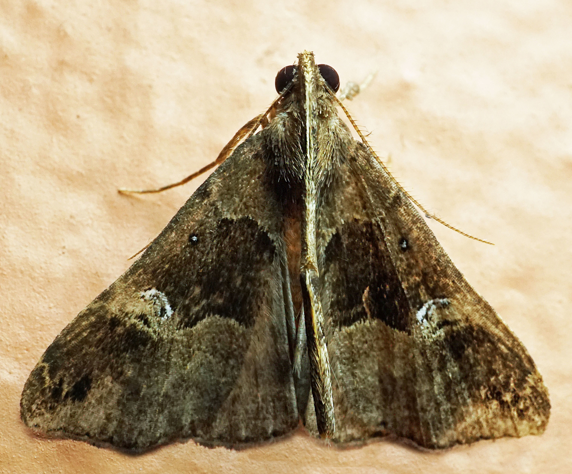 #1283 Dapa, Valle Del Cauca<br />
2100m