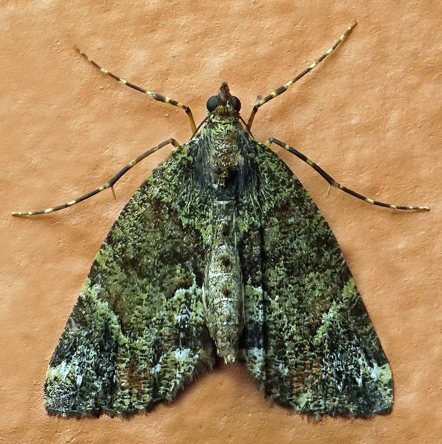 #1284 Dapa, Valle Del Cauca<br />
2100m