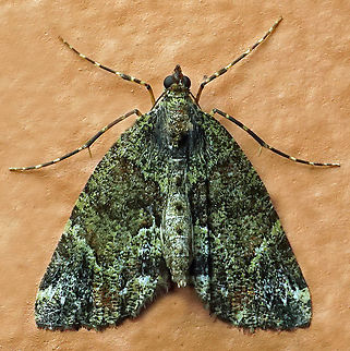 #1284 Dapa, Valle Del Cauca
2100m